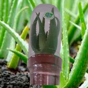 planta aloe vera pequeña