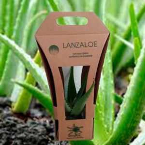 planta de aloe vera lanzaloe