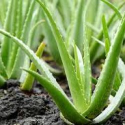 aloes